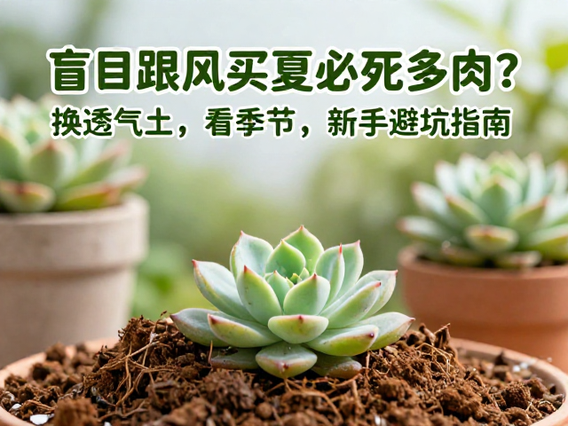新手夏季浇水与日常观察
