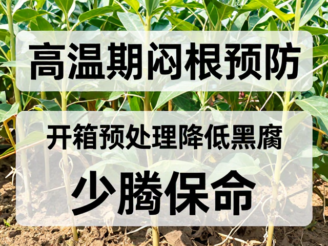 高温期闷根预防