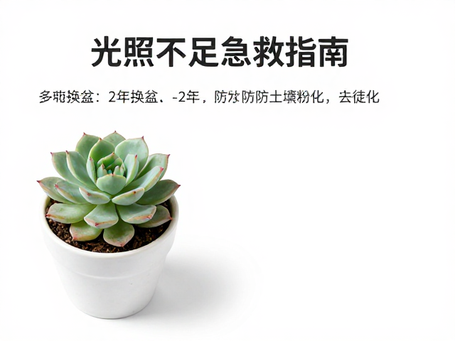 多肉换盆周期与土壤粉化的核心逻辑