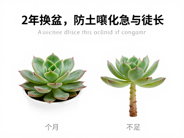 应对徒长与光照不足的急救方案