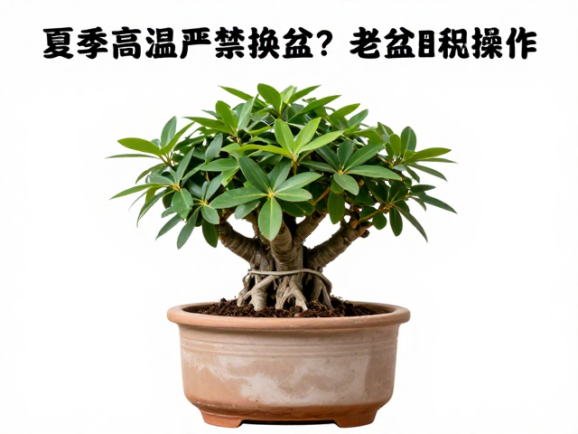 稳盆定根与土壤透气性评估