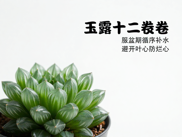 玉露十二卷浇水技巧，服盆期循序补水，避开叶心防烂心