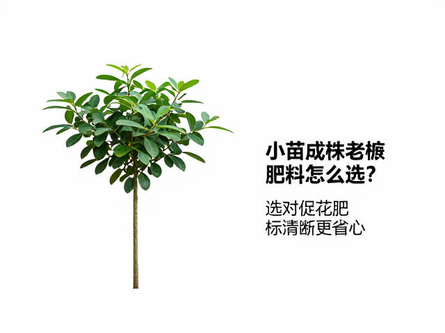 成株期侧重枝叶，均衡营养促生长