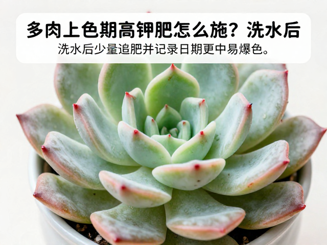 多肉上色期高钾肥怎么施？浇水后少量追肥并记录日期更易爆色