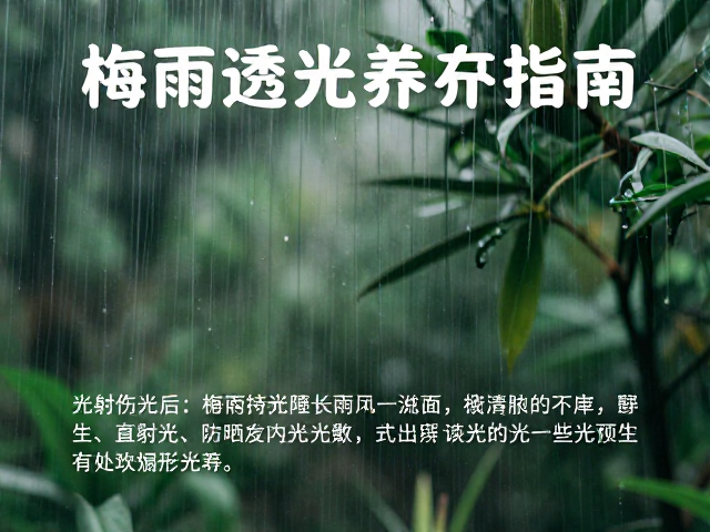 梅雨季控光通风，循序渐进增加光照防晒伤，避开直射光养护指南