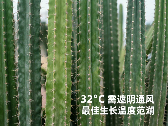 仙人掌科植物的耐热特性解析