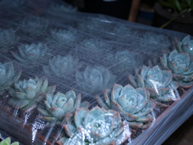 防寒膜的选择标准与覆盖时机
