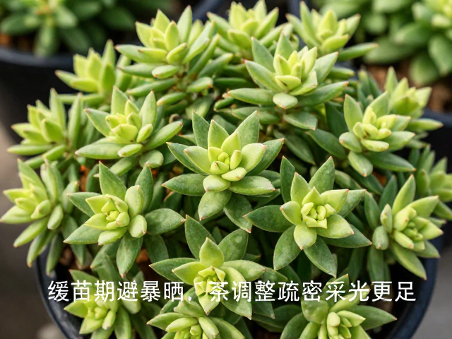 季节性光照管理的动态调整
