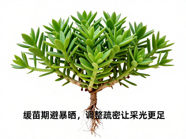 缓苗期的避光策略与根系恢复