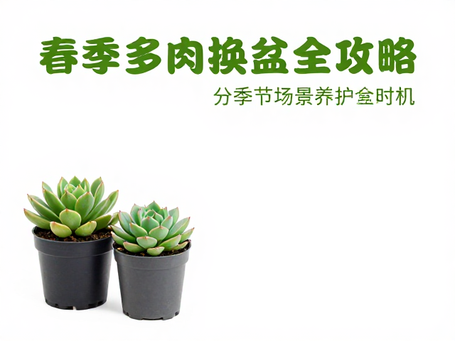 春季光照与温度调控策略