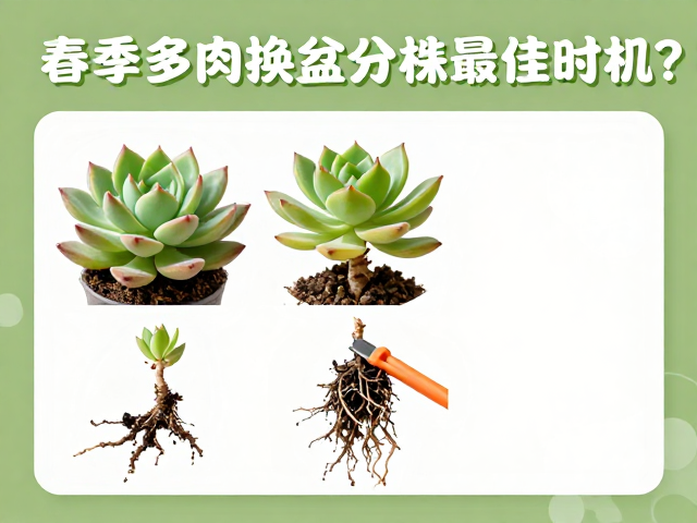 分株操作的细节与根系处理