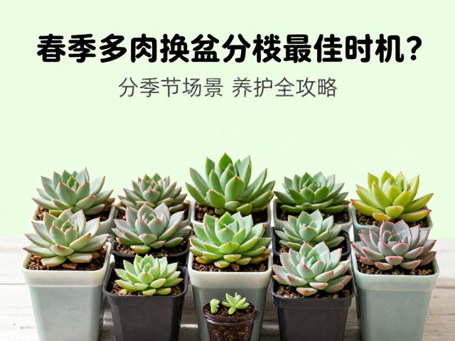 换盆后的缓苗与水分管理