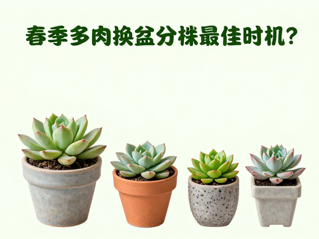 春季多肉换盆分株最佳时机？分季节场景养护全攻略