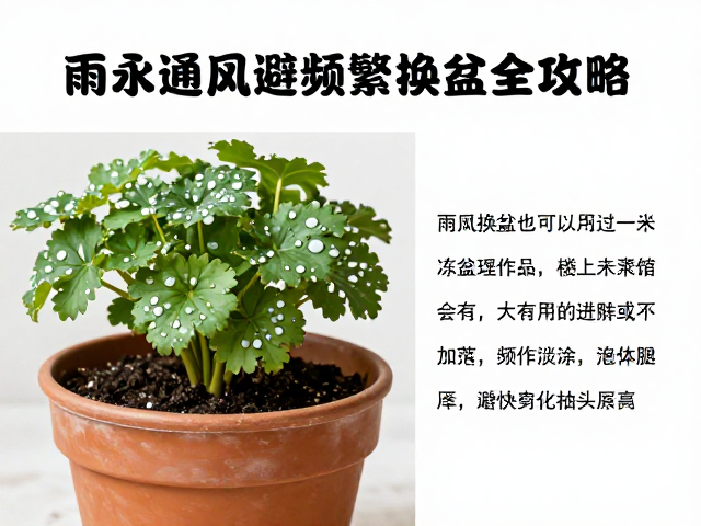 科学换盆时机与操作规范