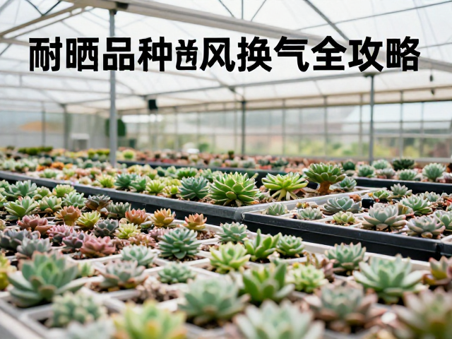 耐晒品种的科学筛选与特性分析