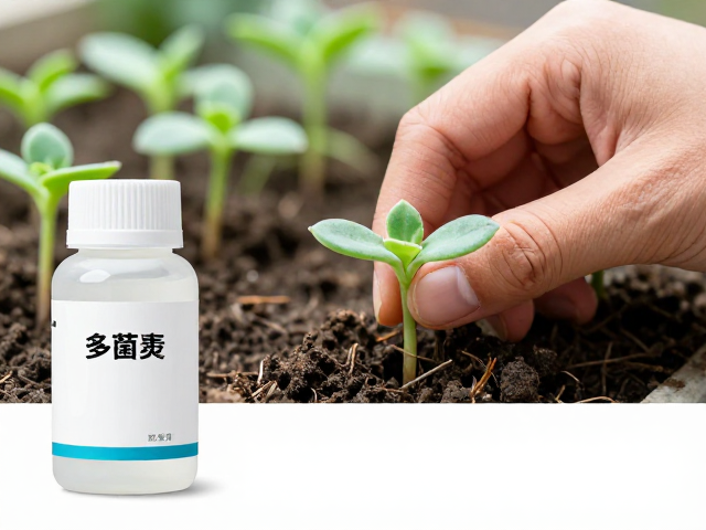 多菌灵消毒与摆叶定植全攻略