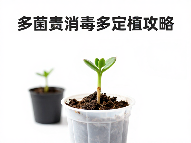 多肉叶插小苗移栽上盆技巧，多菌灵消毒与摆叶定植全攻略