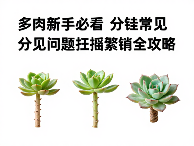 多肉新手必看，分株常见问题与扦插繁殖全攻略