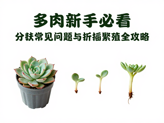 环境控制与生根养护细节