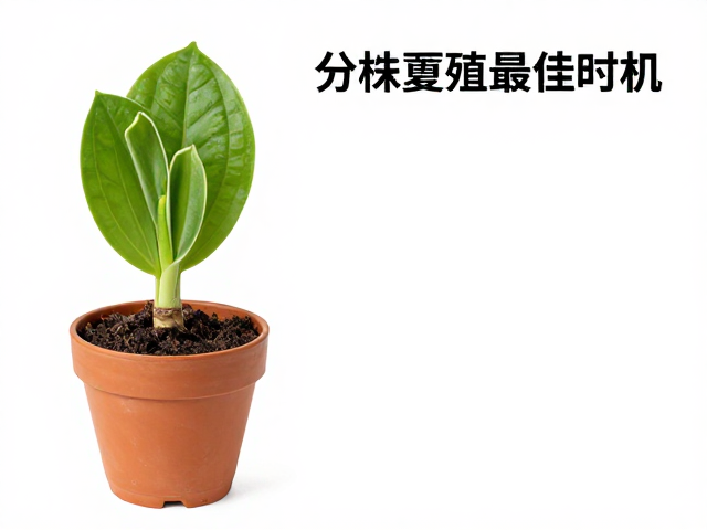 缓苗期的环境调控与养护细节