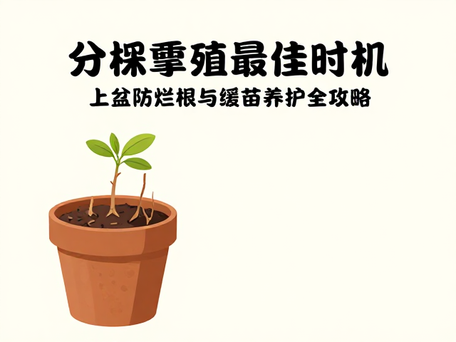分株繁殖最佳时机，上盆防烂根与缓苗养护全攻略