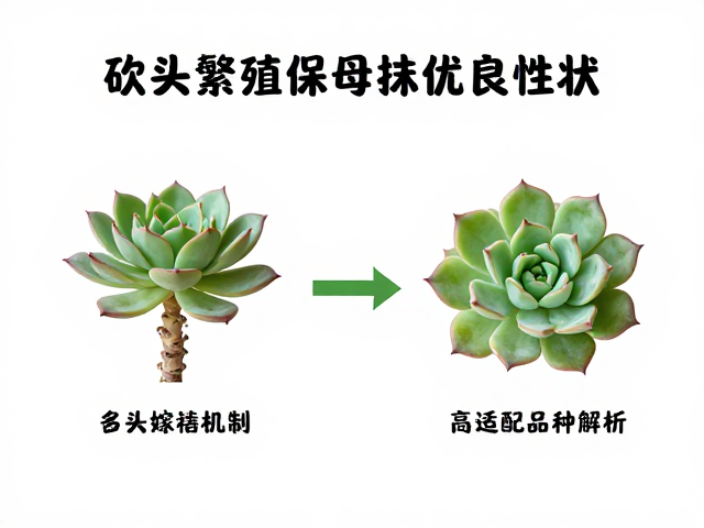 砍头繁殖对母株性状的保留机制