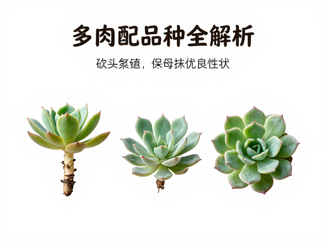 多肉嫁接技巧，砍头繁殖保母株优良性状，高适配品种全解析