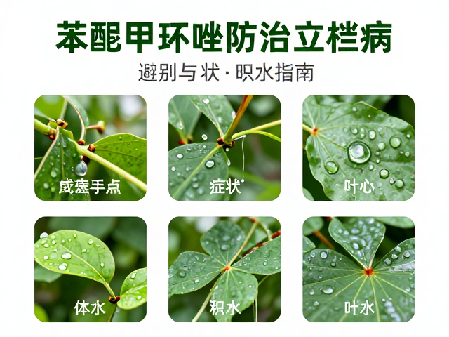 叶心积水对病害传播的影响机制