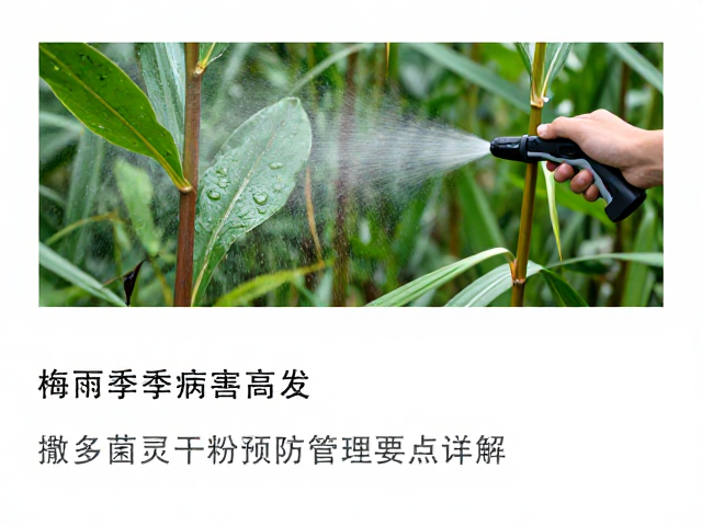 叶面喷雾预防与茎秆处理的注意事项