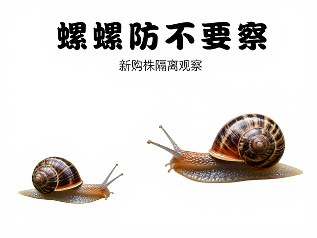 蛞蝓蜗牛识别与防治，喷药避暴晒，新购株隔离观察