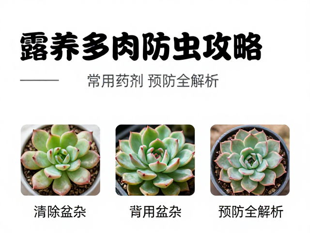 常用预防药剂的作用机理与应用场景