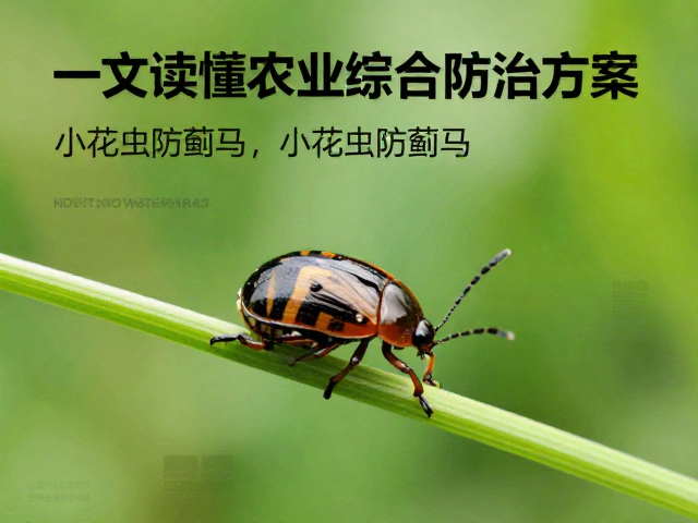 田间监测与数据驱动的决策优化