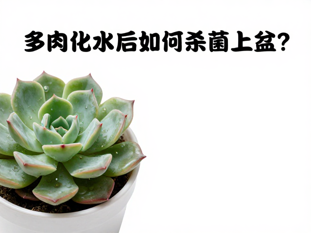 多肉化水后如何杀菌上盆？急救处理与重新上盆全攻略