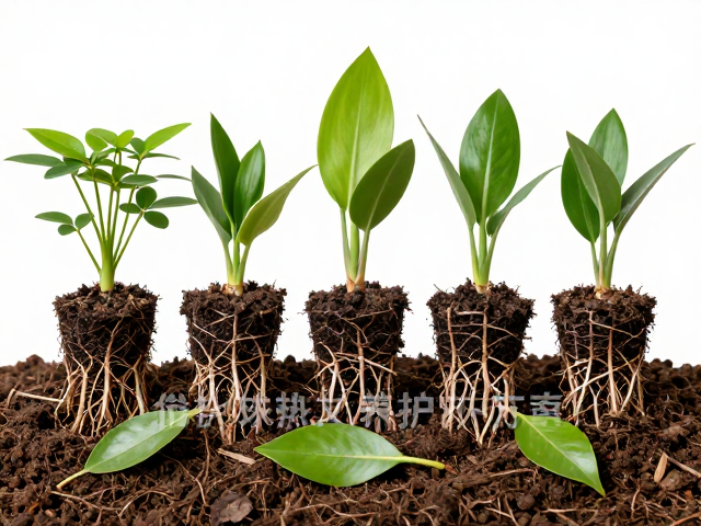 植株抢救：分级养护与根系修复