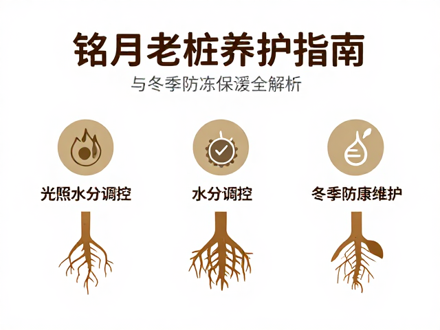 水分调控逻辑与根系健康维护
