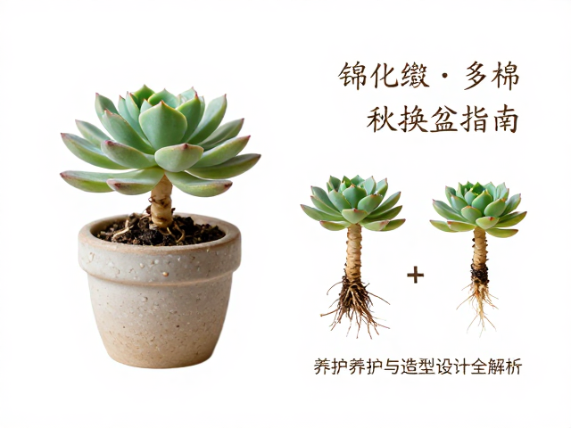 盆器选择与造型设计逻辑