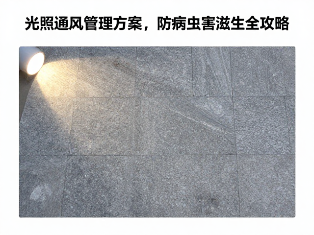 景观石拼盘光照通风管理方案，防病虫害滋生全攻略