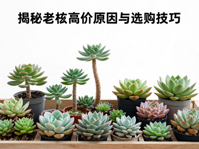 阳台多肉造景，疏密有致搭配指南，揭秘老桩高价原因与选购技巧