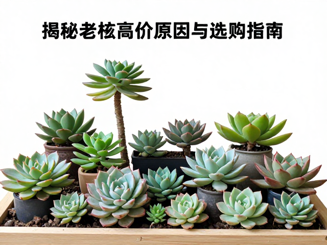 揭秘老桩高价原因与养护逻辑