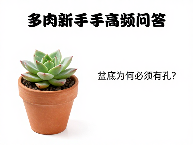 多肉新手高频问答，盆底为何必须有孔？气吹清理技巧全汇总