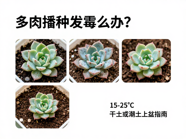 霉菌爆发后的应急处理