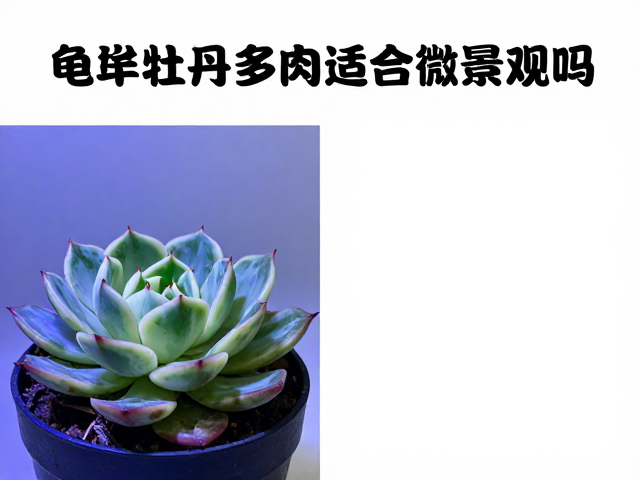 龟甲牡丹多肉适合微景观吗？蓝光养护全解析