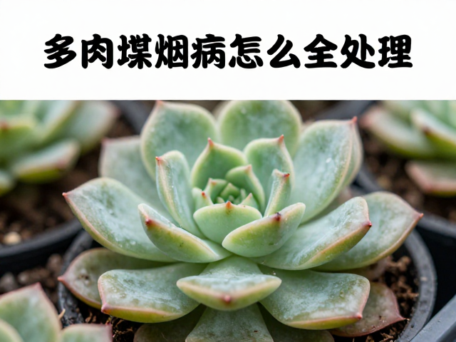 环境调控与长期预防的管理策略