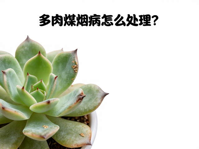 多肉煤烟病怎么处理？叶尖干枯，伤口消毒晾干全攻略