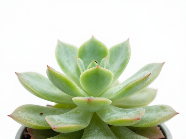 强化光照与物理干预措施