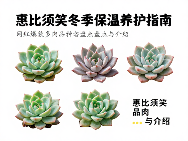 惠比须笑作为网红多肉的流行逻辑