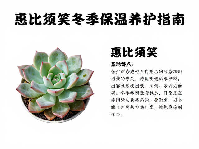 惠比须笑冬季保温养护指南，网红爆款多肉品种盘点与介绍