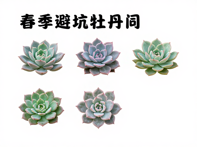 新手避坑指南与常见问题处理