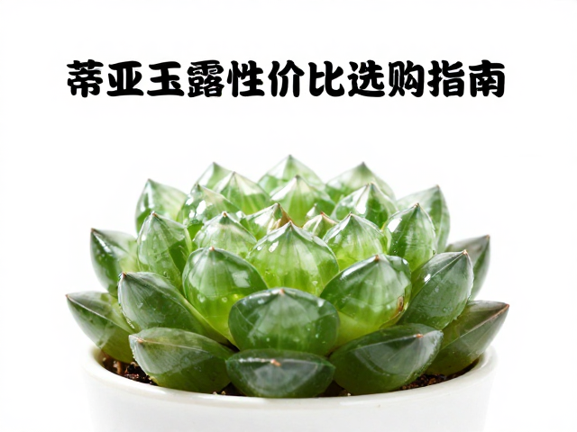 蒂亚玉露性价比选购指南，新手避坑与高性价比推荐