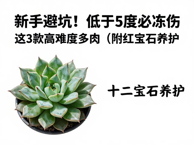 高难度品种三:十二卷属(Haworthia truncata)的休眠困境